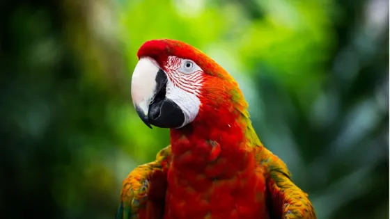 Guacamaya