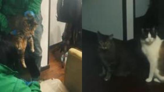 Gatos rescatados en Bogotá.