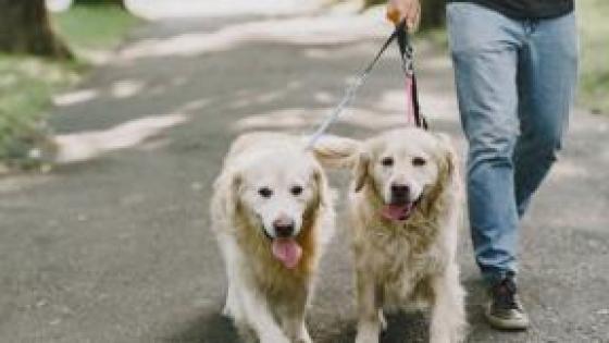 Paseadero de perros. 