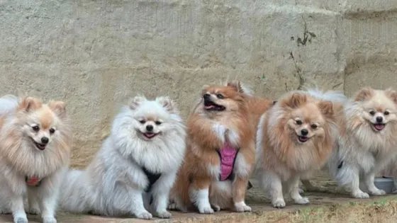 Cinco perros Pomerania desaparecidos en Cali
