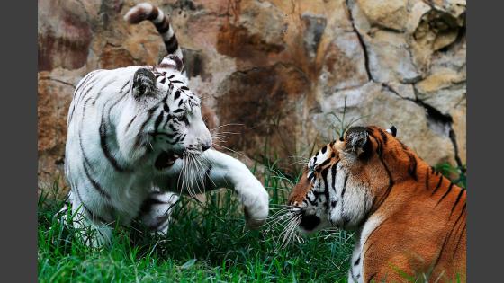 Zoológico de Cali