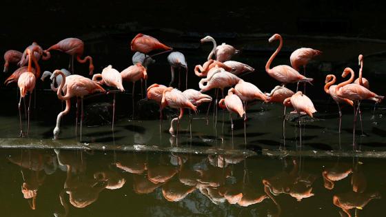 Zoológico de Cali