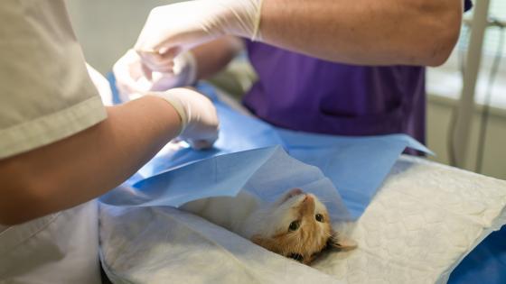 Programa de esterilización de animales