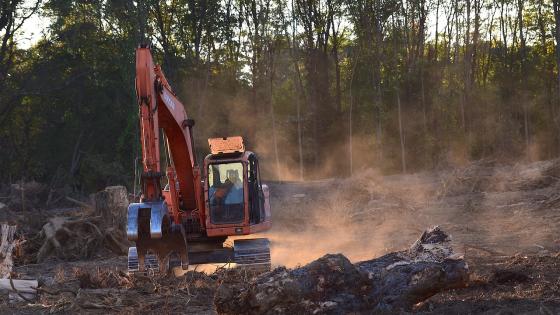 Suspenden durante un año permisos para tala de bosques en Panamá