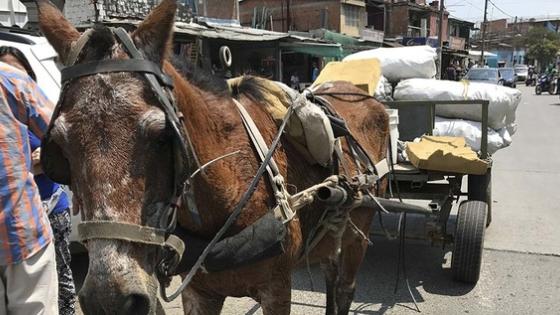 caballo carretillero Cali