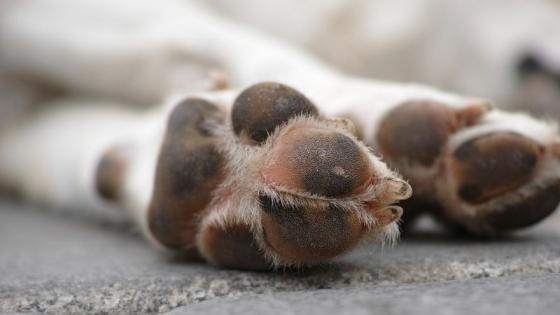 Indignación por caso de maltrato animal en Betania