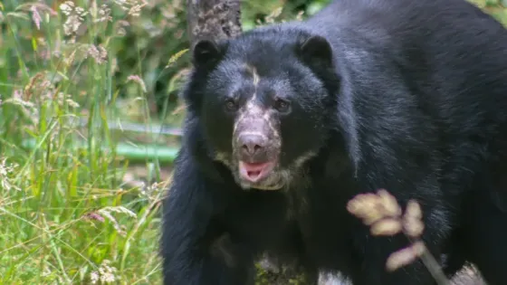 Aumenta presencia del oso andino en cordilleras de Colombia tras 10 años