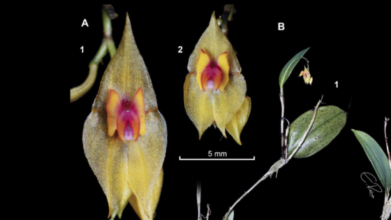 Orquídea
